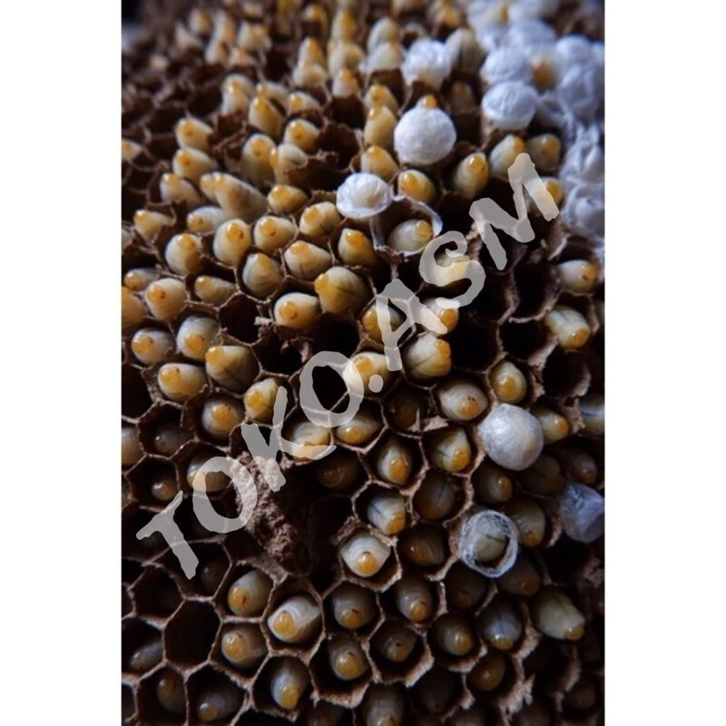 LARVA TAWON isi 110 ekor bonus pinset &  packing busa