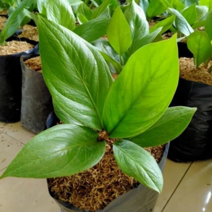 tanaman hias anthurium jemani cobra mangkok - anthurium jemani cobra