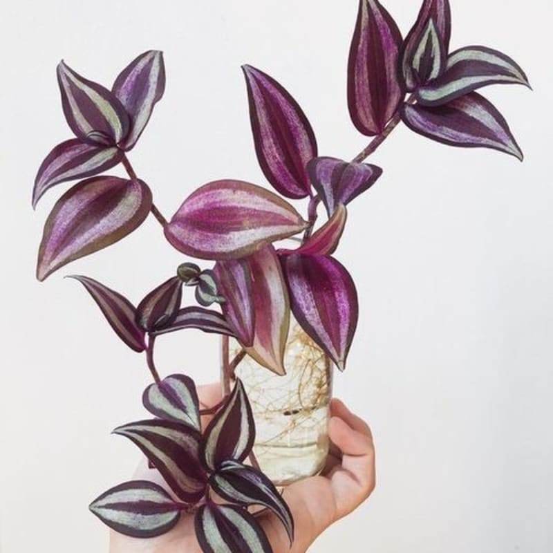 (002) Tradescantia Zebrina / Zebrina Ungu - Tanaman Hias Gantung Zebrina