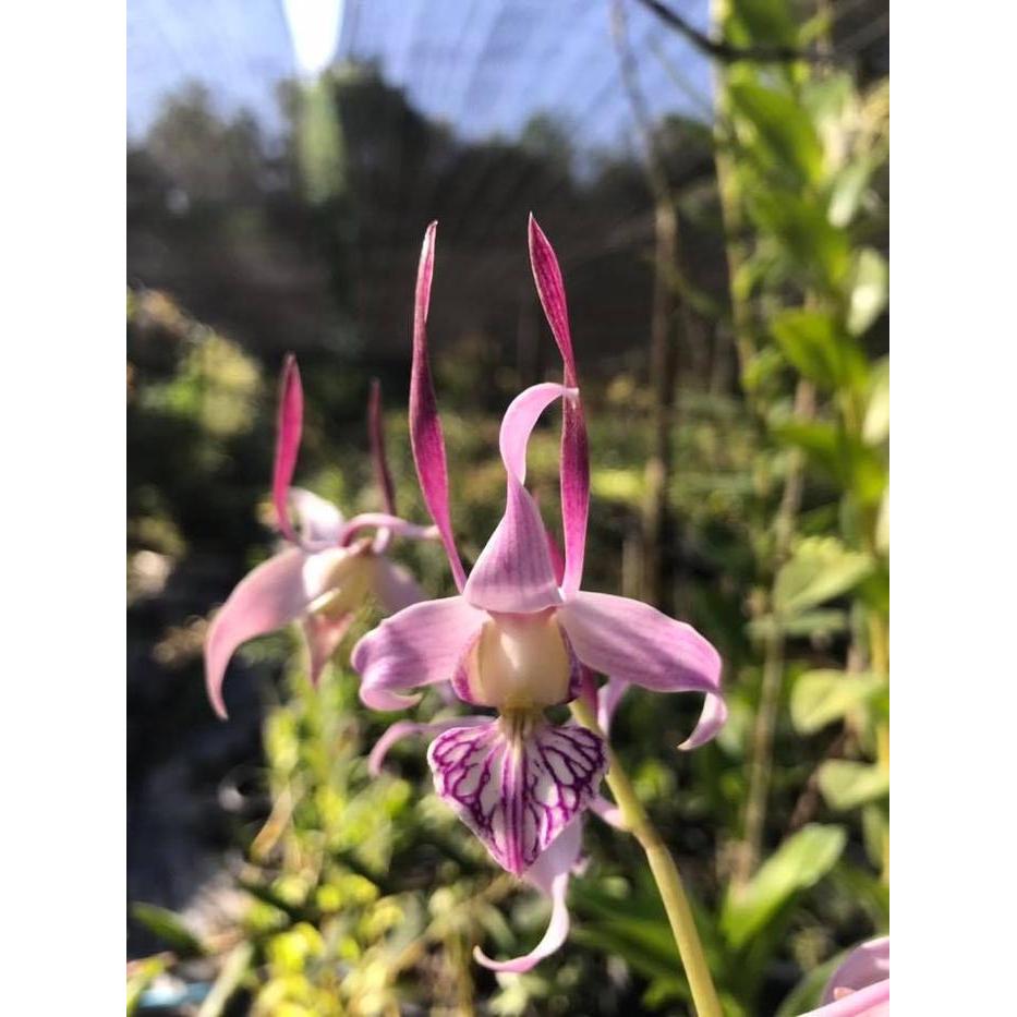 Anggrek Dendrobium leporinum