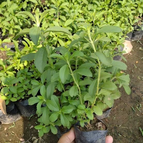 Dapat 5 Bibit Stevia Pengganti Gula | Bibit Daun Manis Stevia Bibit Tanaman Super Unggul CV GLAMOUR 