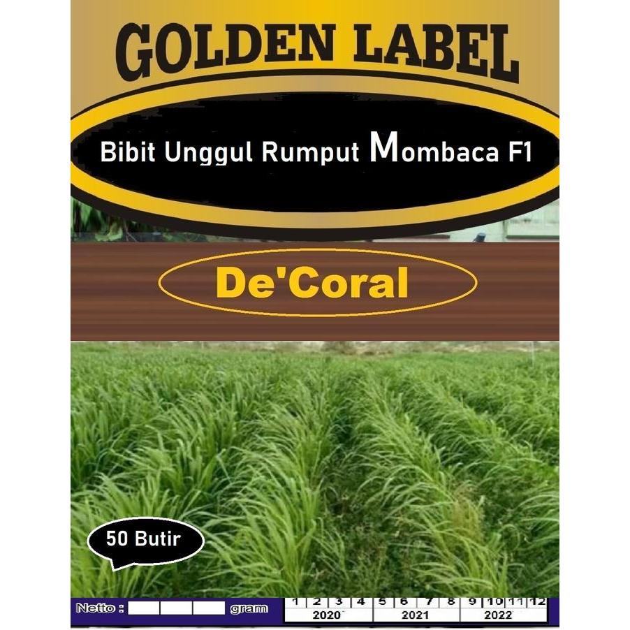 Bibit Unggul Rumput Mombaca F1 | Benih Rumput Mombaca F1