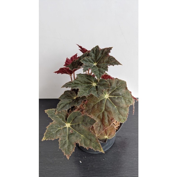Tanaman Hias Begonia Bintang - Bibot Begonia Bintang