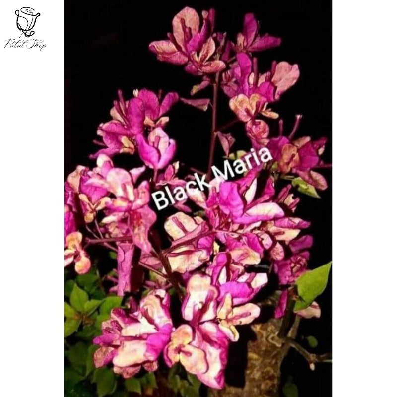 Bougenville Id Black Maria Ori (bibit kecil)
