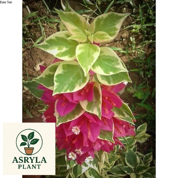 (NEW) Bougenville Singapore Varigata Merah Fanta