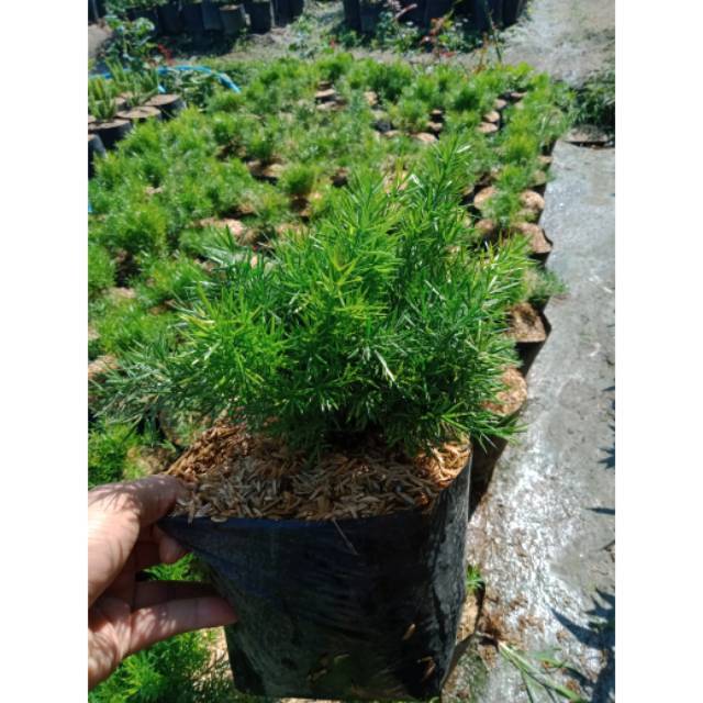 Tanaman Hias Asparagus Fern Krisdoren