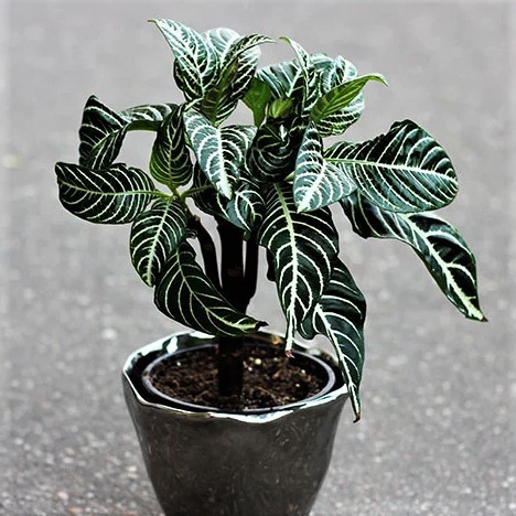 Apelandra Zebra (aphelandra squarrosa)bibit tanaman hias daun