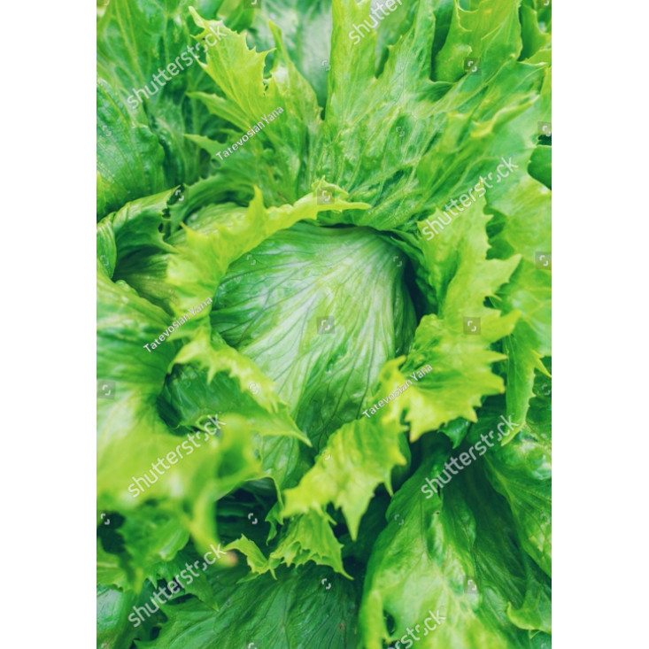 MDN Benih Selada Iceberg Head Lettuce