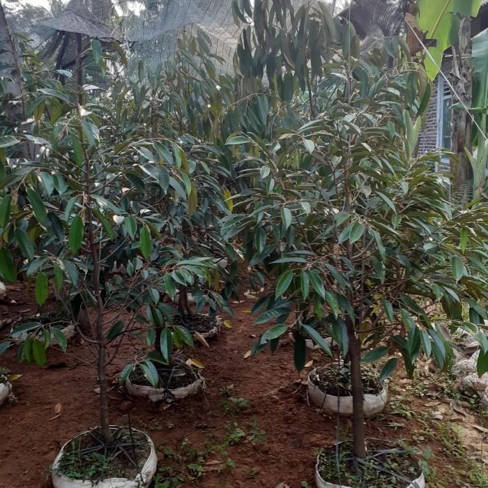 Bibit Durian Bawor 1 Meter
