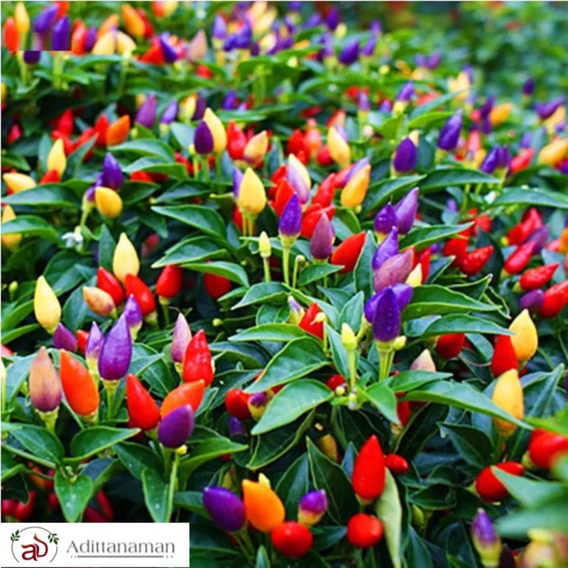 ( mp 2 ) Tanaman Cabe Pelangi (Capsicum annuum ) - Cabe Pelangi - Cabe Pelangi Berbuah - Bibit Cabe 