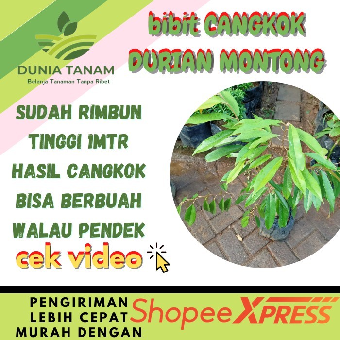 Terlaris Ready[CANGKOK] BIBIT TANAMAN POHON BUAH DUREN DURIAN MONTONG MUSANG KING MEDAN  PALU BAWOR