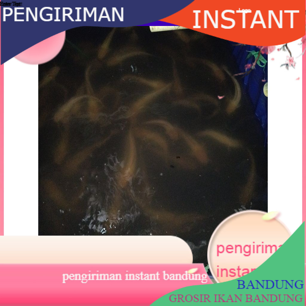 Bibit ikan lele albino konsumsi hidup per KG  GROSIR BANDUNG IKAN MURAH