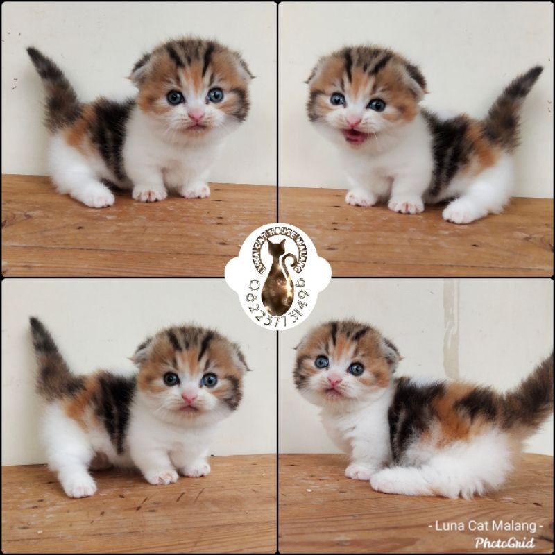 kucing munchkin gaelic fold