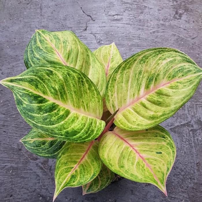 Tanaman hias aglonema susan - aglonema susan dewasa - bunga hias aglonema - tanaman hias hidup - REM
