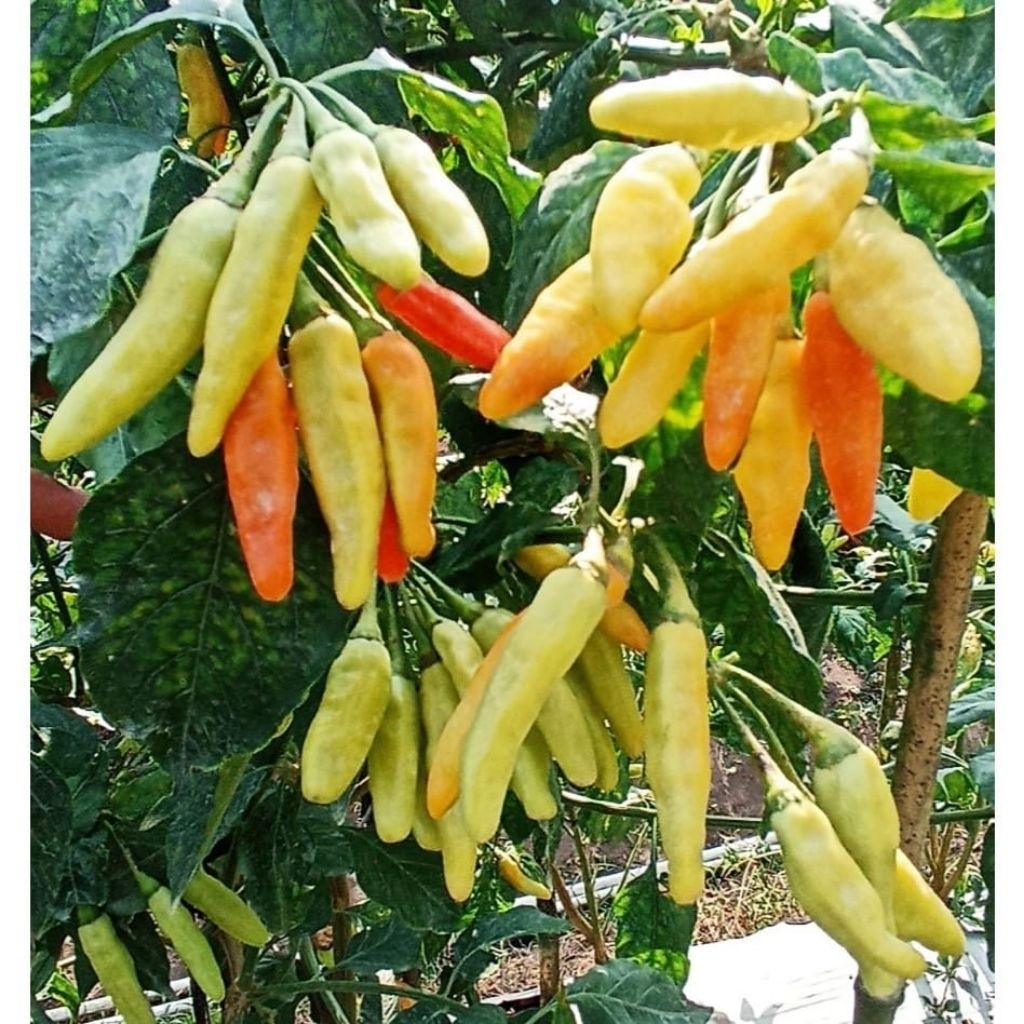 Promo_ Bibit Cabe Rawit Unggul BIGTOP Benih Cabe Rawit Unggul Tahan Virus Benih Cabe Rawit Unggul Bi