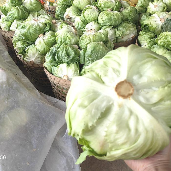 LETTUCE SELADA FRESH 1KG SELADA SALAD