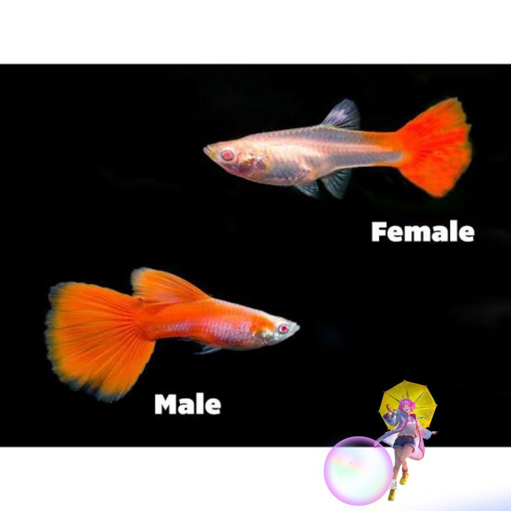 Hiasan Aquarium Guppy Afr Sepasang