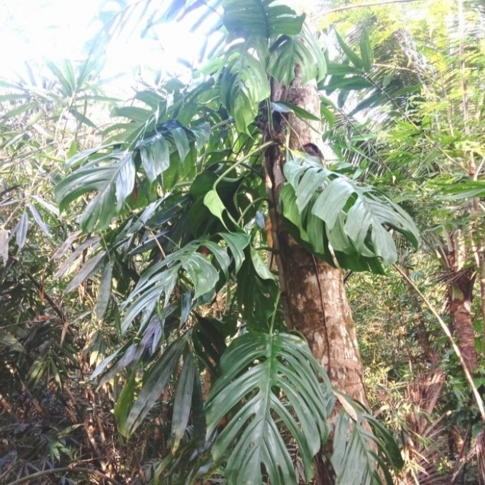 Bibit Monstera king / Bonggol Monstera Ekor Naga King