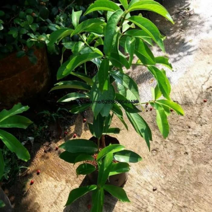 tanaman jambu jamaika/pohon jambu jamaika