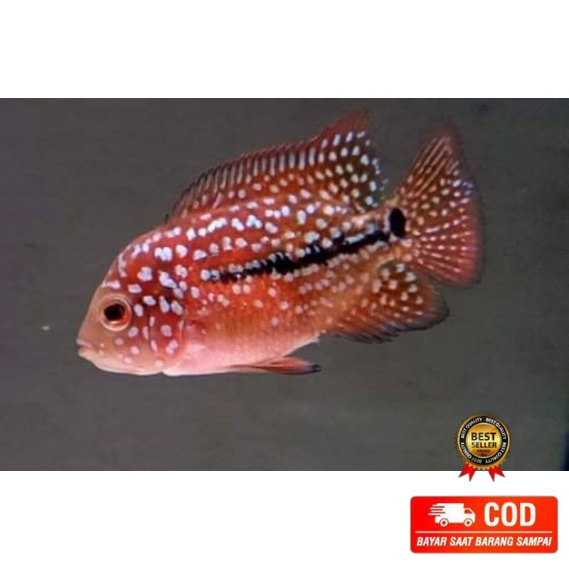 SINLETANK BIG UPDATE VIP Burayak Ikan Louhan Kamfa F2 Vrs Series