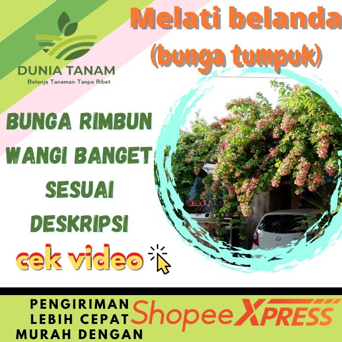 Terlaris Readybibit Tanaman Hias pohon bunga hidup melati belanda rambat BUNGA TUMPUK pengantin mawa
