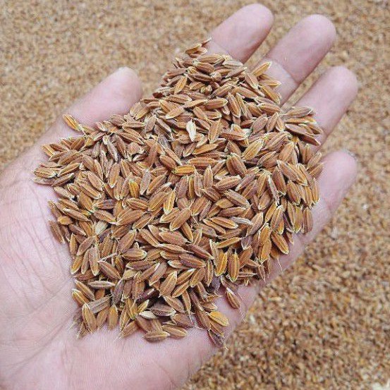 Gabah Kering Padi Ketan Putih Super Unggul 500gr