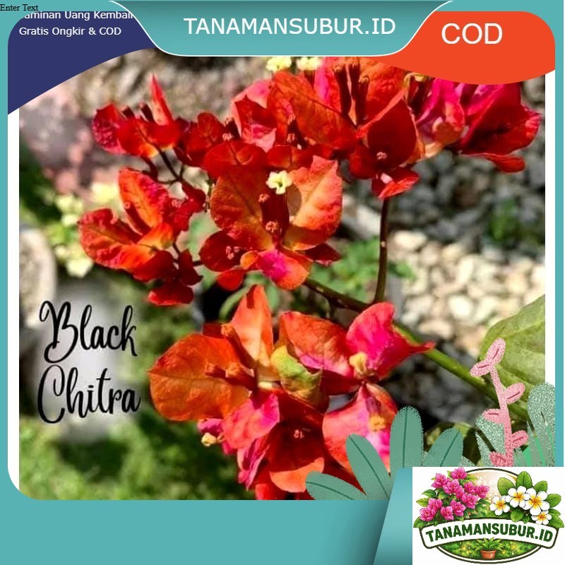 (PROMO) tanaman hias bougenville citra black rose