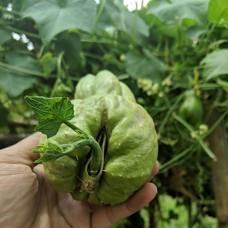 Bibit labu siam jipang asli siap tanam