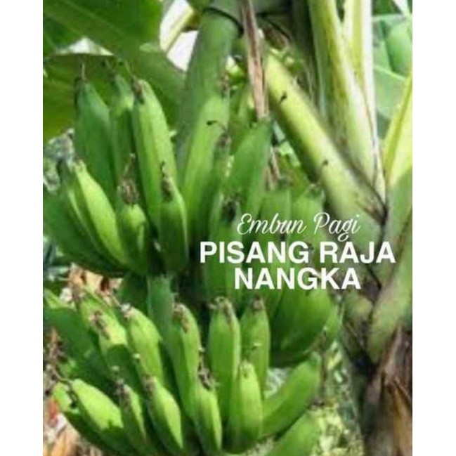 Bibit Pisang Raja Nangka/Tanduk Untuk Kesehatan Ginjal