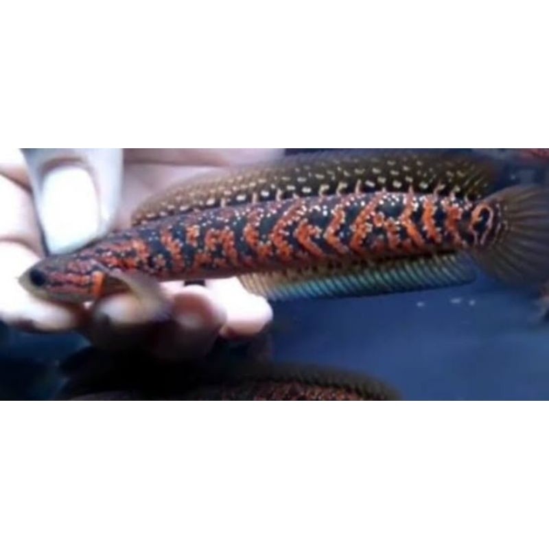 ASIATICA RSP KALIMAYA 7-10cm