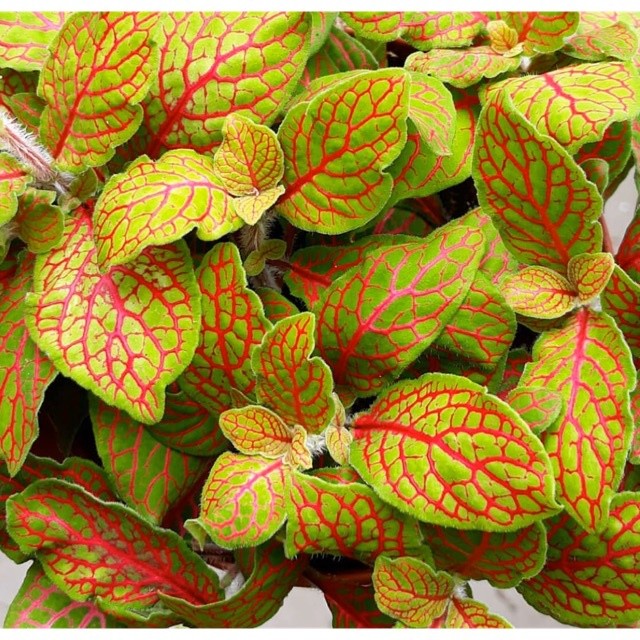 Tanaman Hias Fittonia Kuning ( Fittonia albivenis) bergaransi