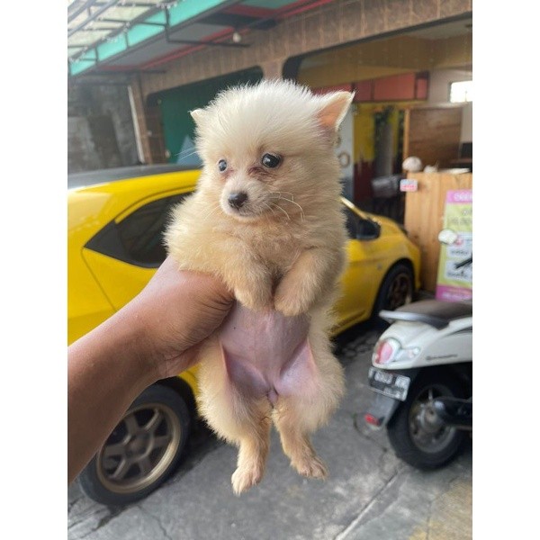Anakan Anjing Mini Pomeranian Super MiniPom  Betina