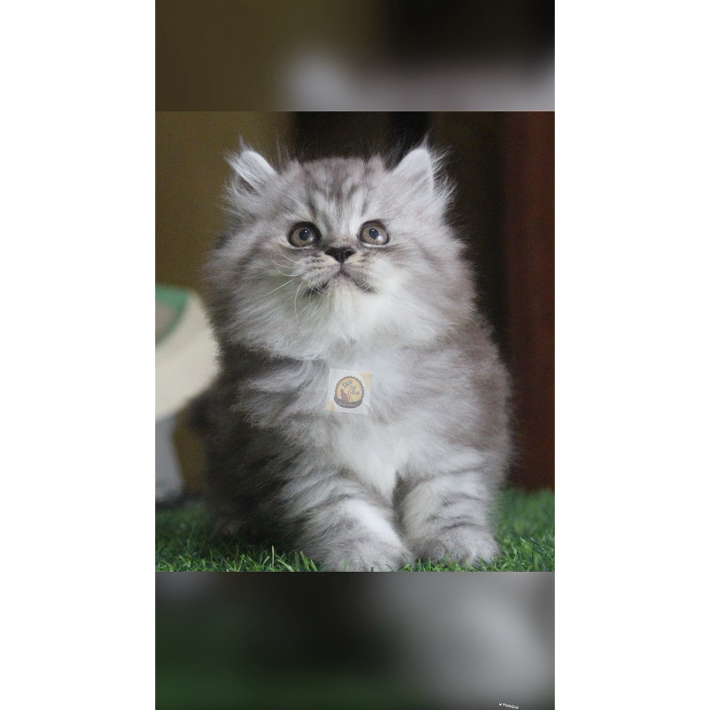 Kucing Munchkin Persia Himalaya Ragdol Norwaygian Long Hair Kitten