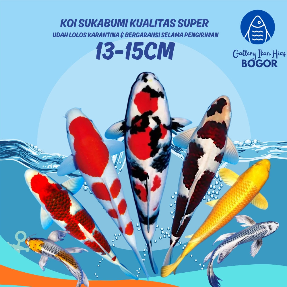 Terlaris ReadyBibit Ikan Koi Grade A Kohaku Sanke Showa Shiro Platinum Slayer Kecil 15cm | Gallery I