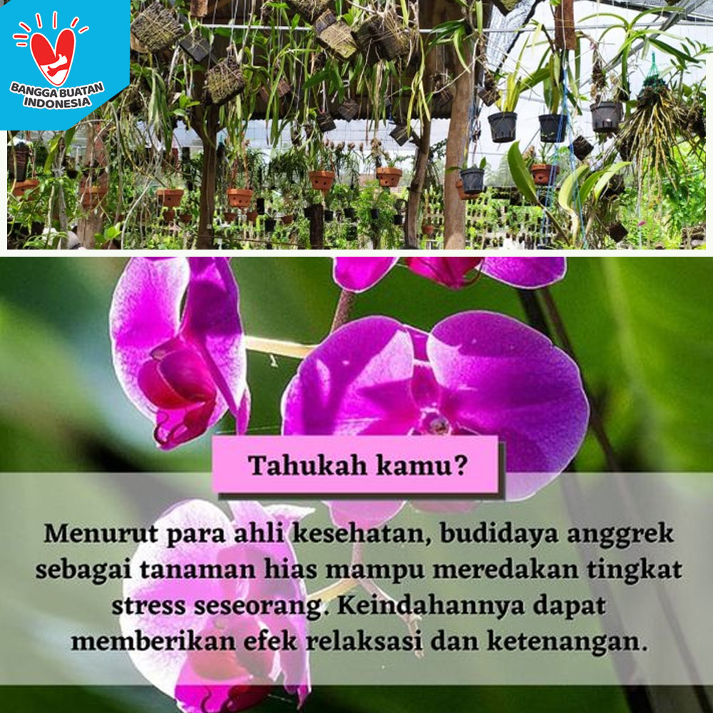 Anggrek Agristrophilium  Kayu Kopi Petani Organik Ladang Herbal Nusantara Kardus FREE GRATIS Media T