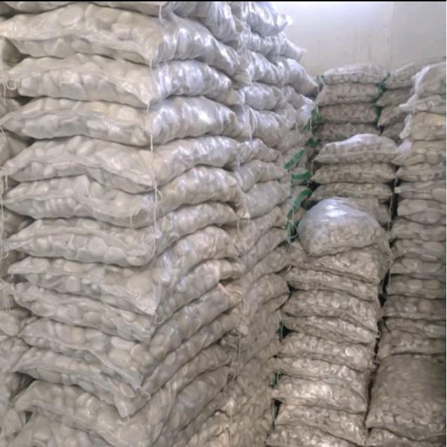 Batu koral putih berat 10 kg .