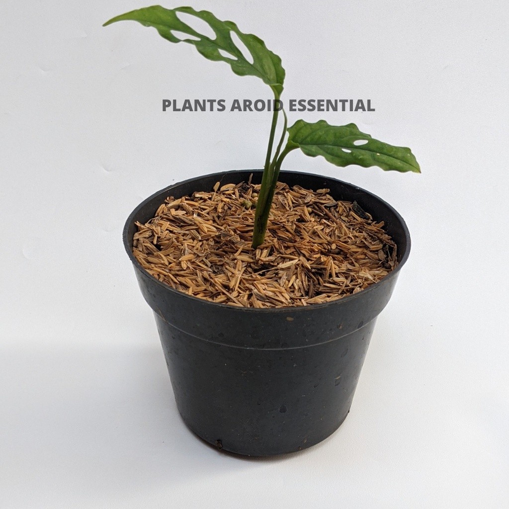 Monstera Obliqua Peru Asli - Tanaman Monstera Obliqua Original (REAL PICT)