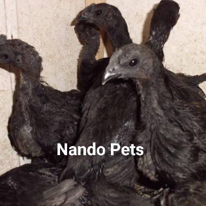 Anakan ayam cemani lidah hitam