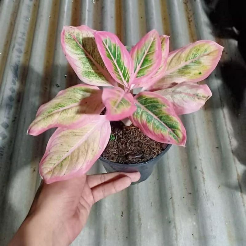 tanaman hias aglonema lotus - bunga aglonema - aglonema tanaman hias murah