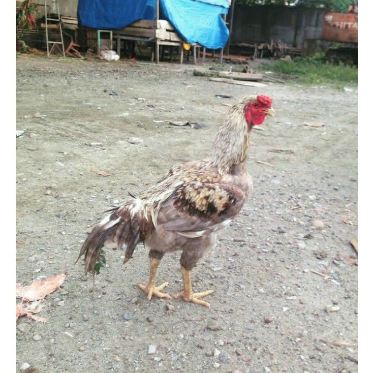 TELUR TETAS AYAM GORILA GEN JALI Lya_shopp20