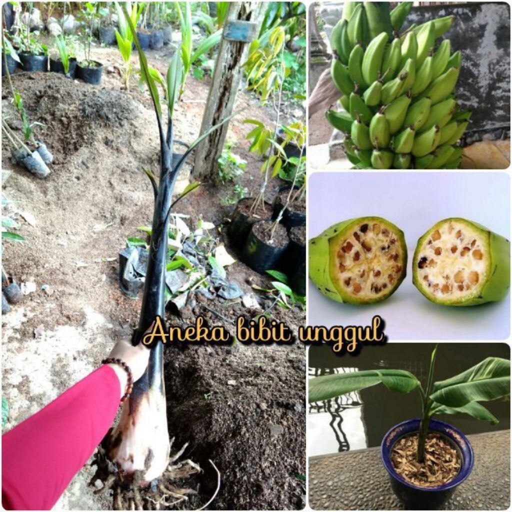 Bibit pisang klutuk wulung (pisang batu) hitam super jumbo