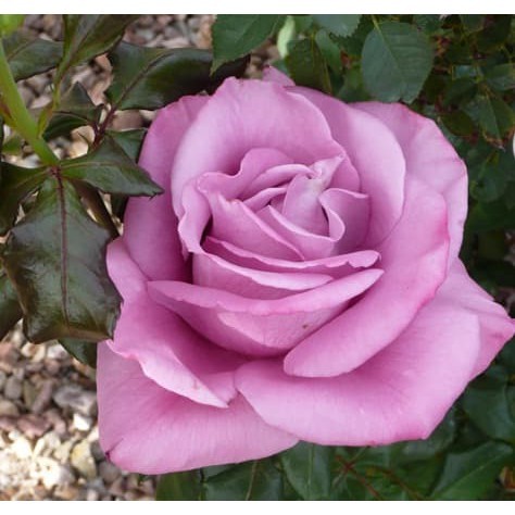 5 benih Tanaman Mawar Ungu Super Wangi