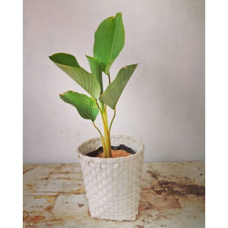 Tanaman Hias Calathea Pisang Luthea Daun Besar