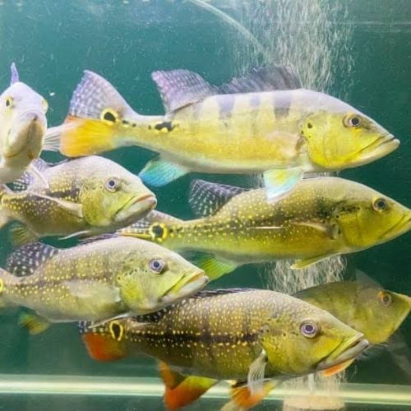 Pbass Xingu Good Marking Size 10-11cm realsize bergaransi COD pbass pinima pbass kelbery