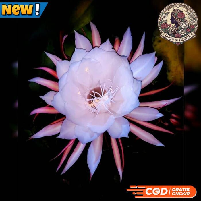 promo Wijaya Kusuma White Giant/Tanaman Hias Wijaya Kusuma Bunga Besar