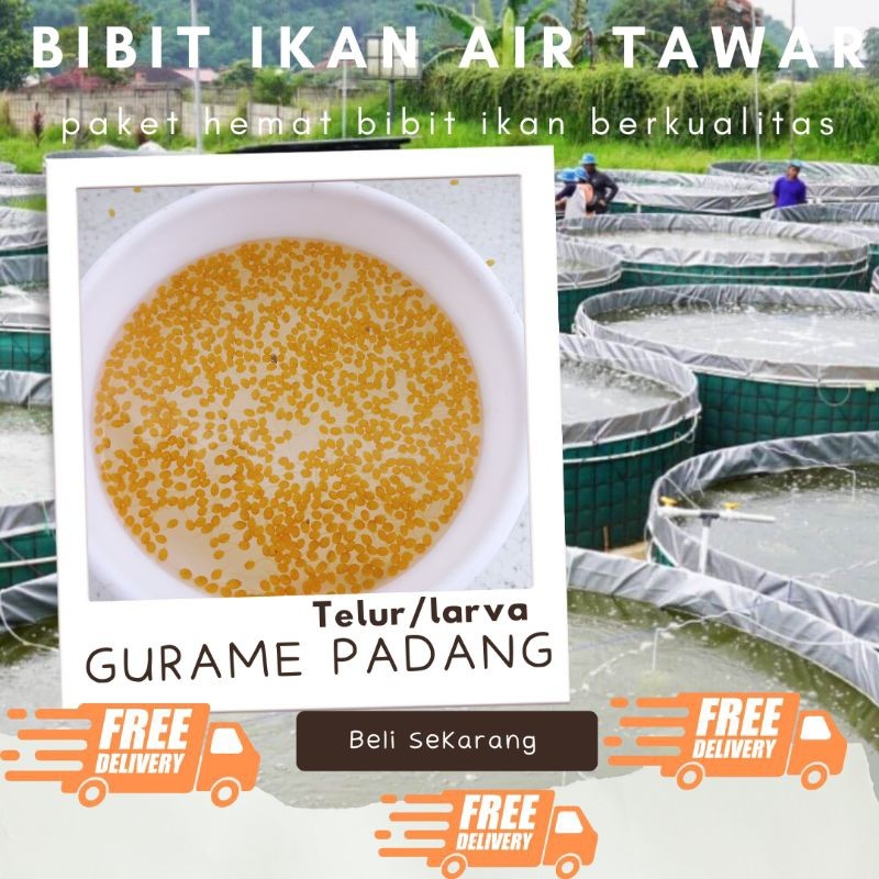 TELUR GURAME PADANG PAKET 1300 TELUR GURAME PADANG MURAH LARVA/TULUR BIBIT GURAME PADANG BERKUALITAS