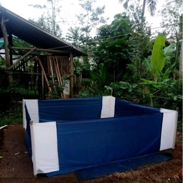 Ring Arena Aduan Ayam Geber Aduan Ayam bangkok untuk latihan abar