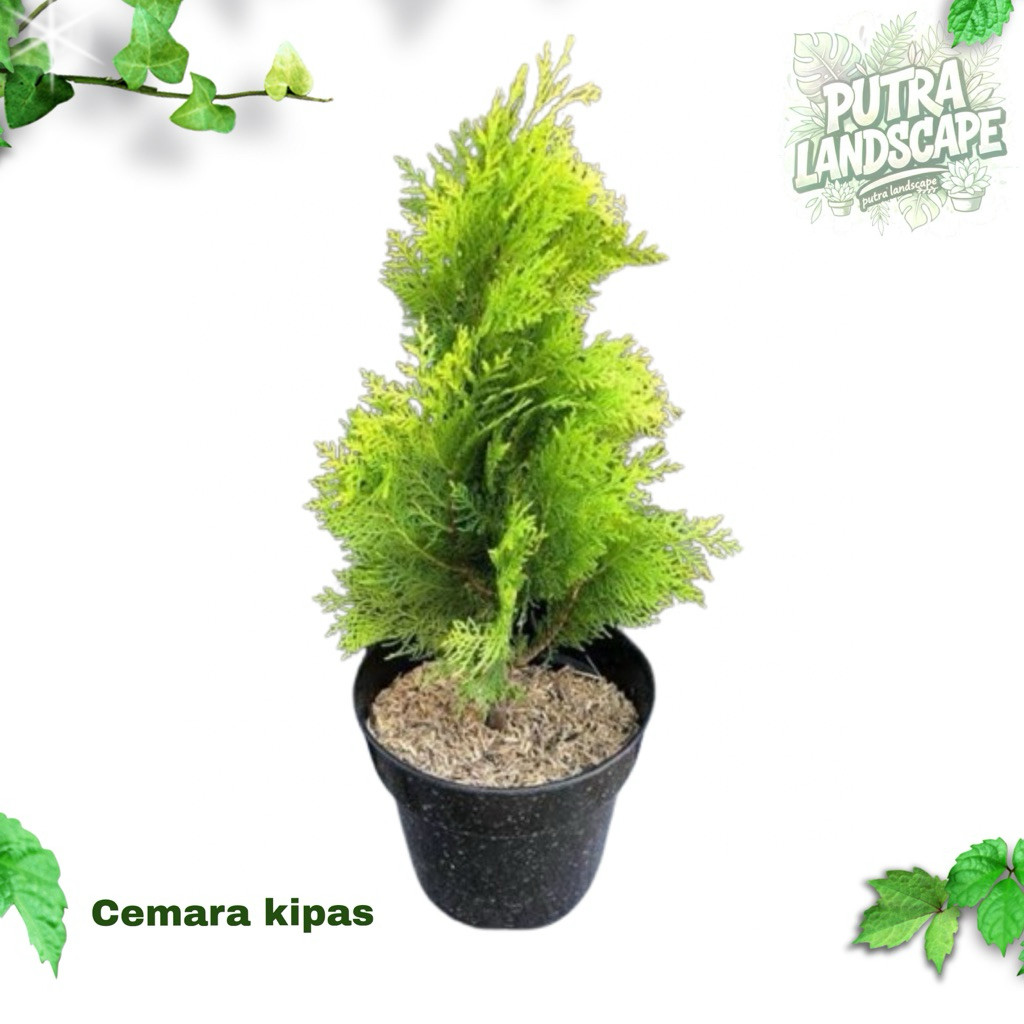 RIMBUN Pohon Cemara Kipas UKURAN 1 METER Pohon Cemara kipas 1 meter Tanaman Hias Hidup -Taman - Tana