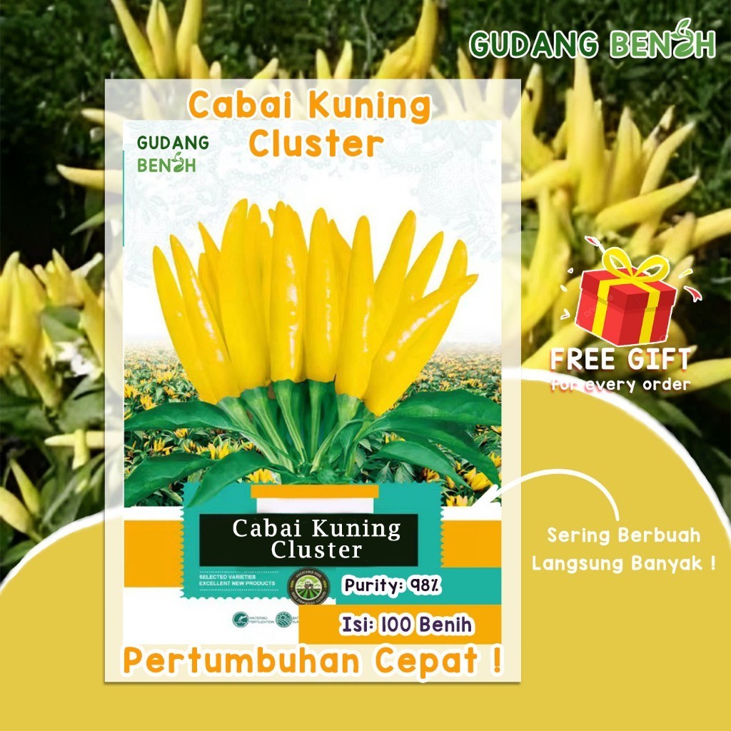 100 Benih Unggul Cabai Kuning Cluster