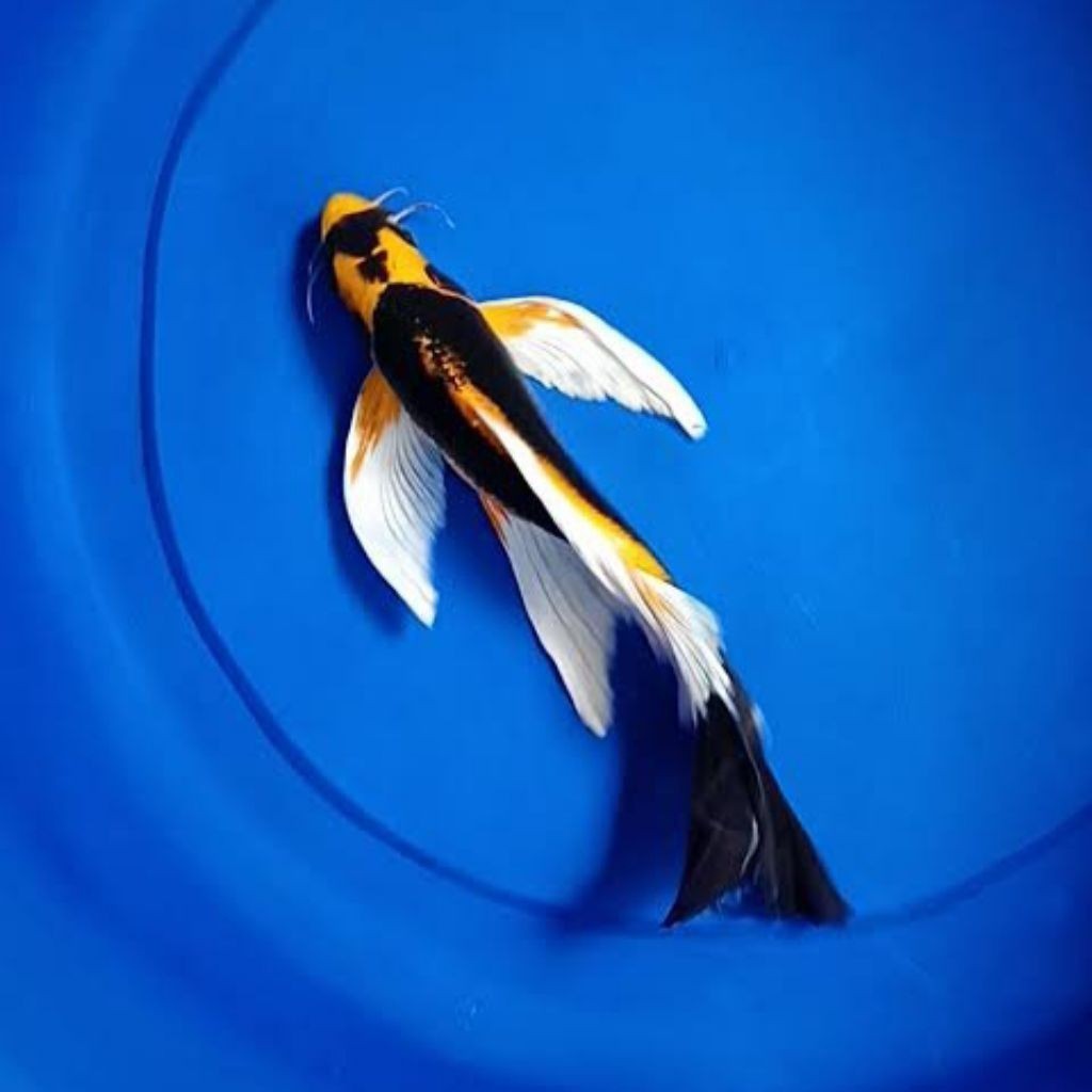 Ikan.. koi kabuto slayer 9-11cm hiasan aquarium kolam kumpay prekor batman bisa COD